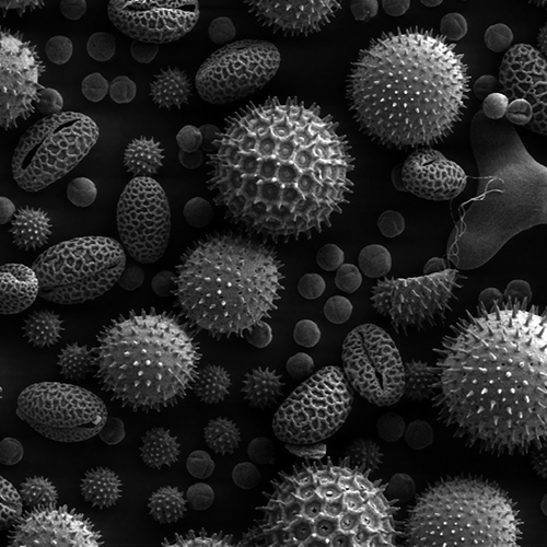 Pollen 